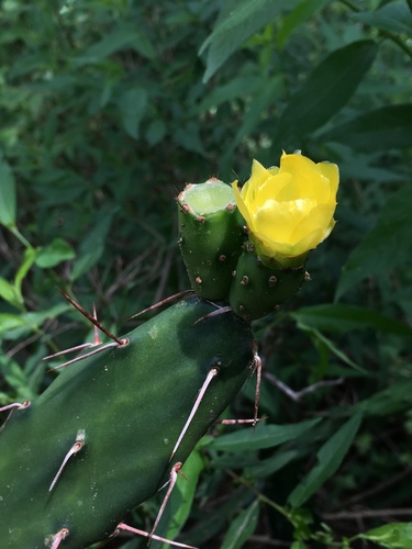 Opuntia anacantha — photo