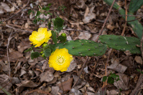 Opuntia anacantha — photo