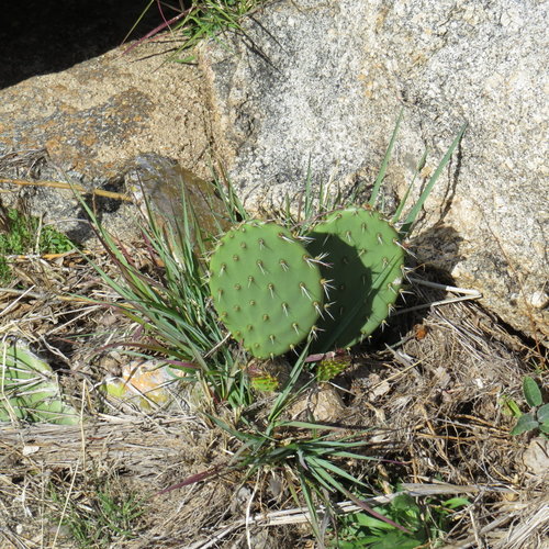 Opuntia atropes — photo