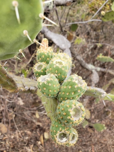 Opuntia atropes — photo