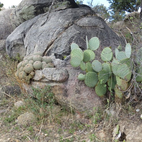 Opuntia atropes