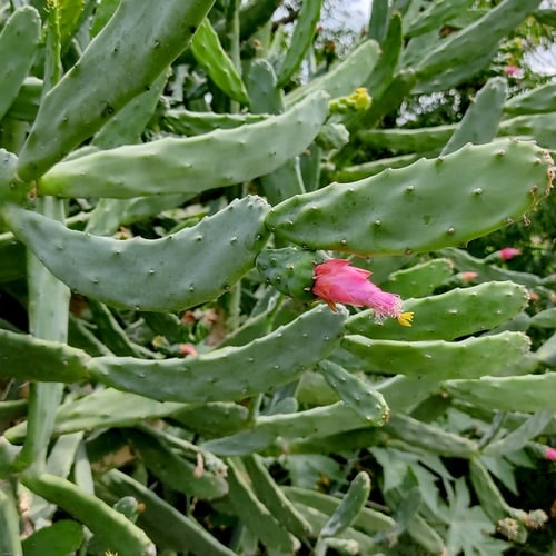 Opuntia auberi