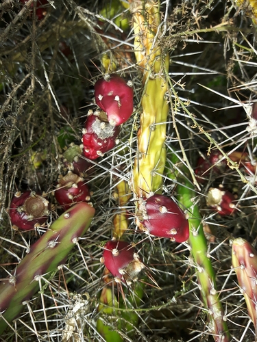 Opuntia aurantiaca (Jointed prickly pear) — photo