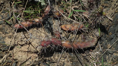 Opuntia aurantiaca (Jointed prickly pear) — photo
