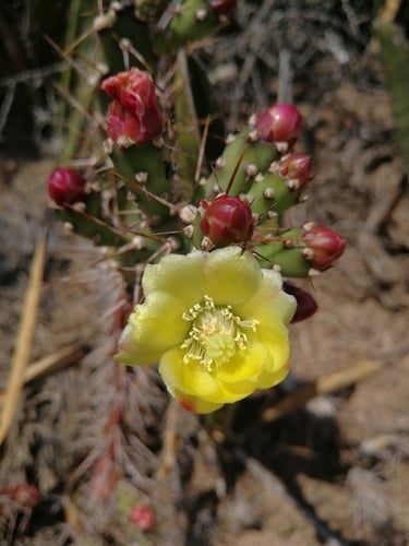 Opuntia aurantiaca