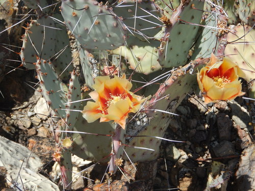 Opuntia azurea (Coyotillo) — photo