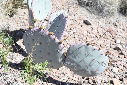 Opuntia azurea