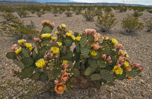 Opuntia azurea (Coyotillo) — photo