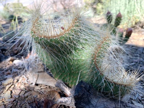 Opuntia bensonii — photo