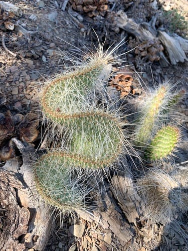 Opuntia bensonii — photo