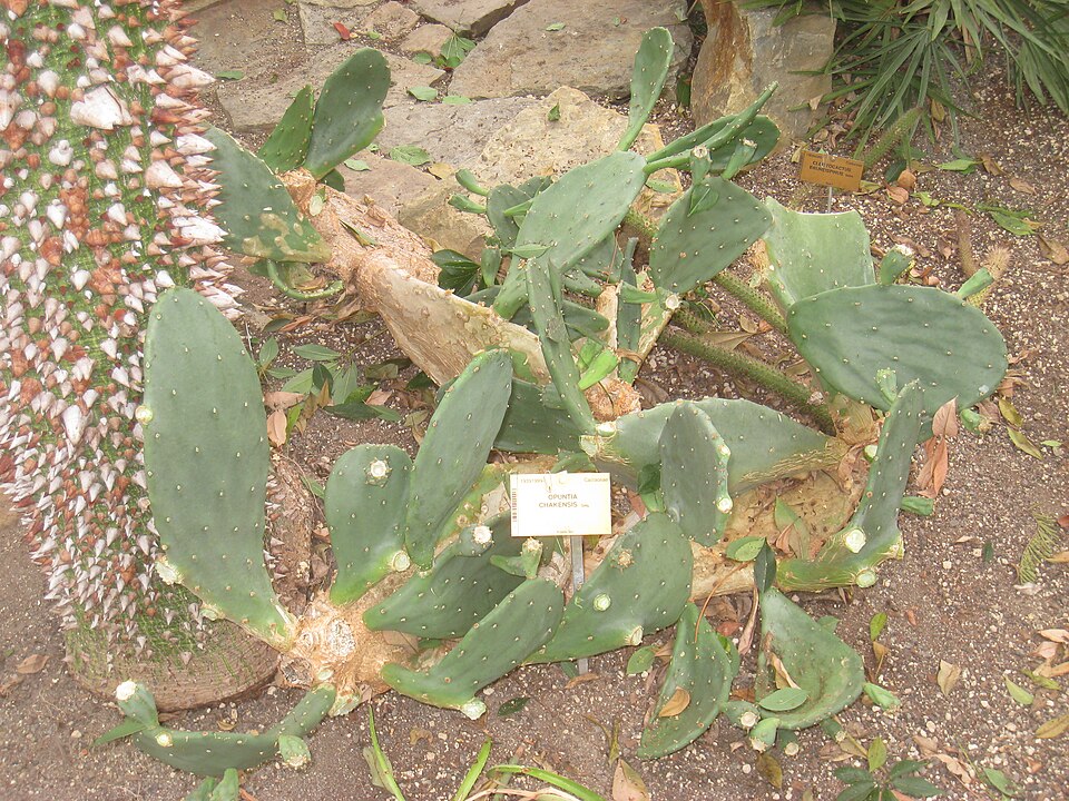 Opuntia cardiosperma — photo