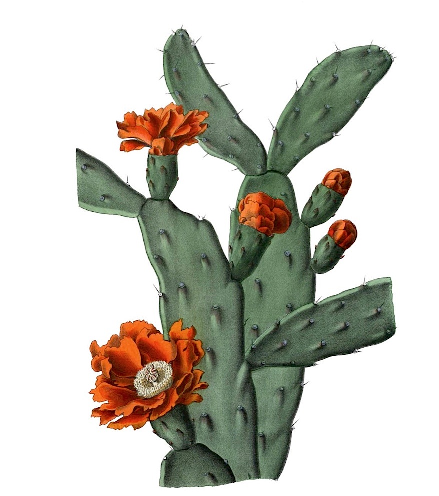 Opuntia cardiosperma