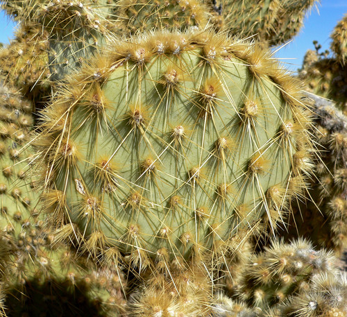 Opuntia chlorotica (Dollarjoint pricklypear) — photo