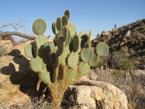 Opuntia chlorotica (Dollarjoint pricklypear) — photo