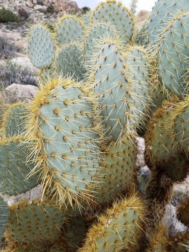 Opuntia chlorotica