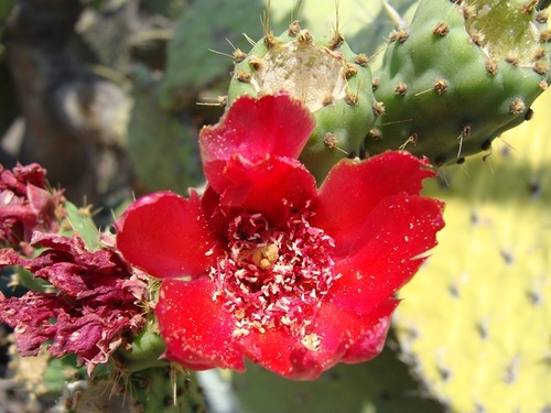 Opuntia depressa (Nopal de monte) — photo