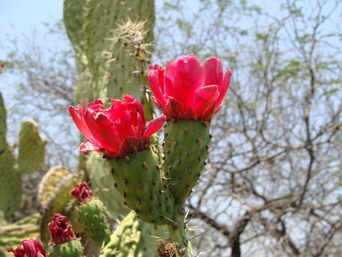 Opuntia depressa (Nopal de monte) — photo