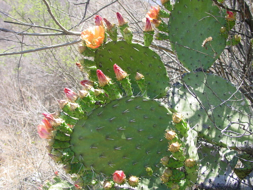 Opuntia depressa