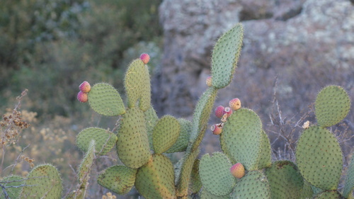 Opuntia durangensis — photo