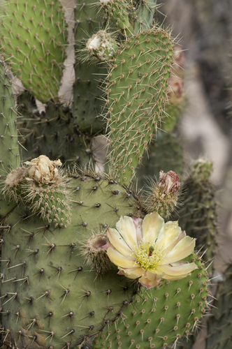Opuntia durangensis — photo