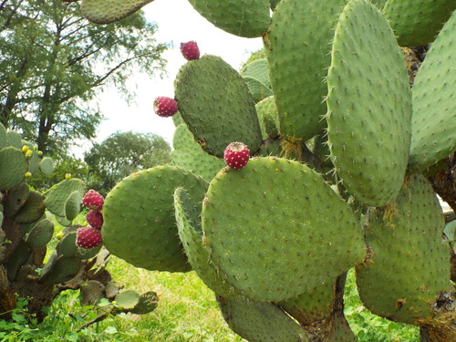 Opuntia durangensis