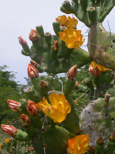 Opuntia elata — photo