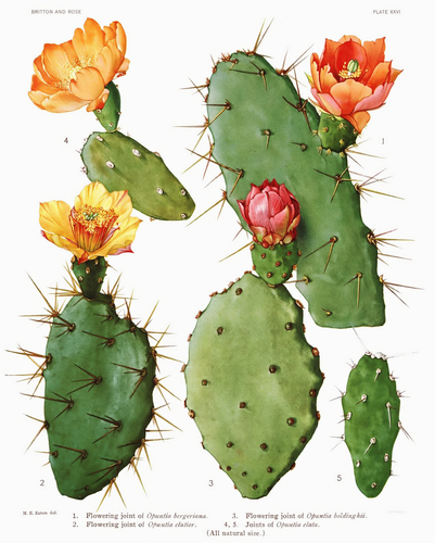 Opuntia elata — photo