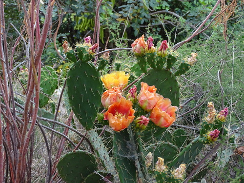 Opuntia elatior (Fafdo-Thor) — photo
