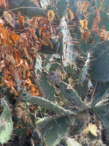 Opuntia elatior (Fafdo-Thor) — photo