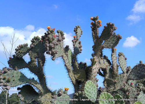 Opuntia elatior