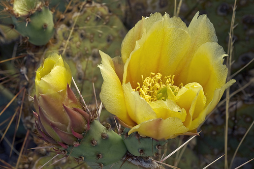 Opuntia engelmannii var. linguiformis — photo