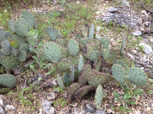 Opuntia engelmannii var. linguiformis