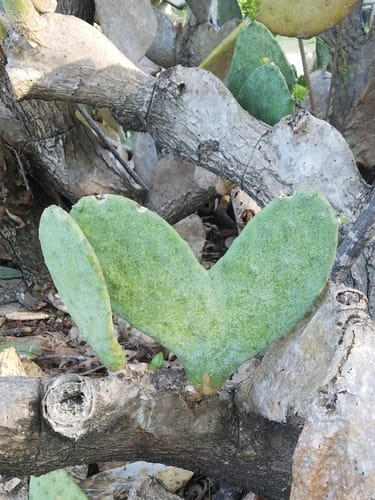 Opuntia engelmannii var. linguiformis — photo