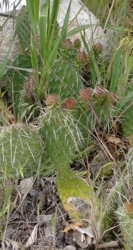 Opuntia erinacea (Grizzlybear pricklypear) — photo
