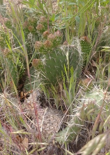 Opuntia erinacea (Grizzlybear pricklypear) — photo
