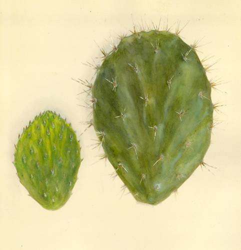 Opuntia fuliginosa — photo