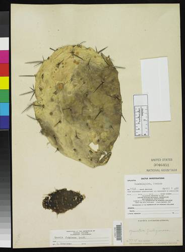 Opuntia fuliginosa — photo