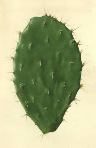Opuntia fuliginosa