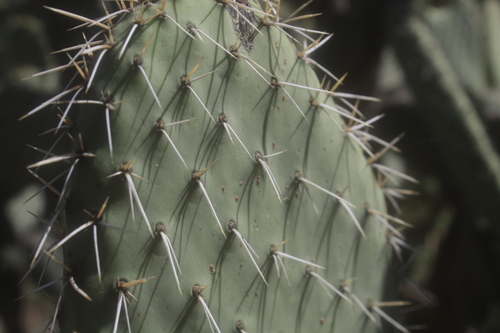 Opuntia jaliscana — photo