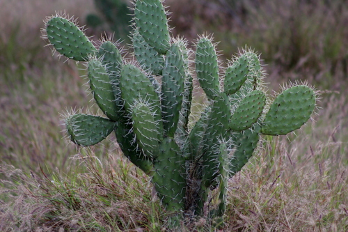 Opuntia jaliscana — photo
