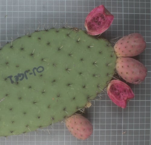Opuntia jaliscana