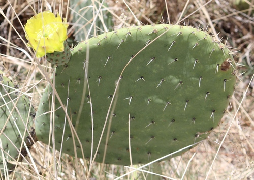Opuntia joconostle (Xoconostle) — photo