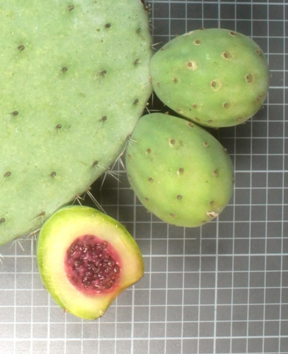 Opuntia joconostle (Xoconostle) — photo