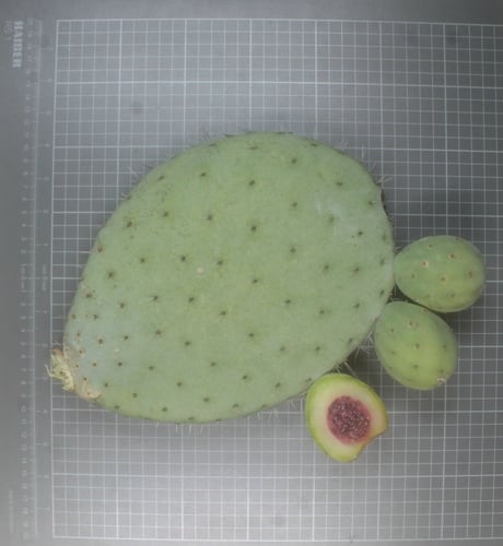 Opuntia joconostle
