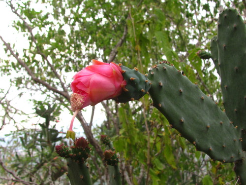 Opuntia karwinskiana — photo