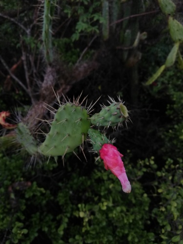 Opuntia karwinskiana — photo
