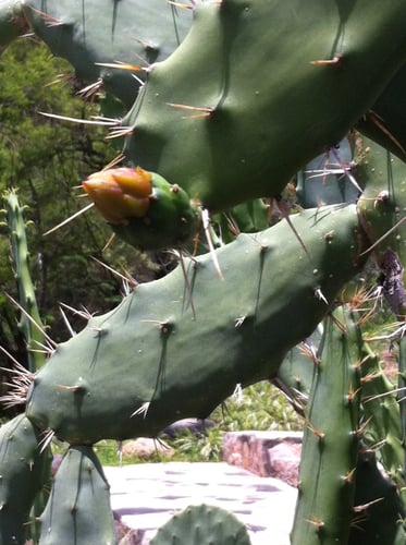 Opuntia karwinskiana