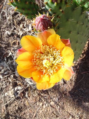 Opuntia lasiacantha (Nopal de cerro) — photo