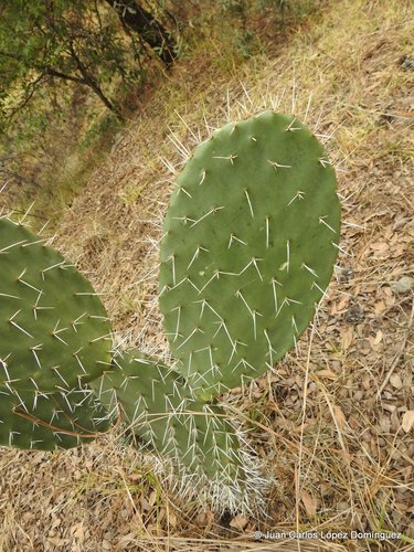 Opuntia lasiacantha (Nopal de cerro) — photo