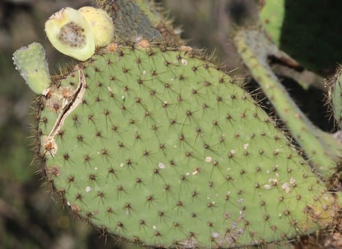 Opuntia leucotricha (Arborescent prickly pear) — photo